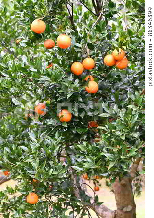 Tankan fruits cultivated in Amami Oshima 86346899