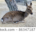 Deer on Itsukushima 86347187