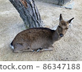 Deer on Itsukushima 86347188