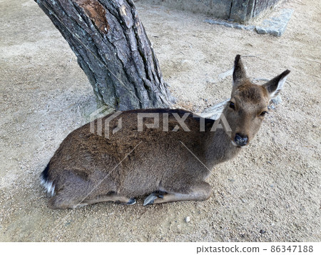 Deer on Itsukushima Deer on Itsukushima 86347188