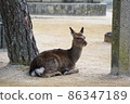 Deer on Itsukushima 86347189