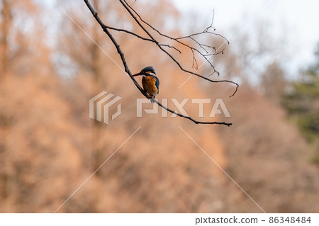 Kingfisher with a bright light blue body and long beak Kingfisher with a bright light blue body and long beak 86348484