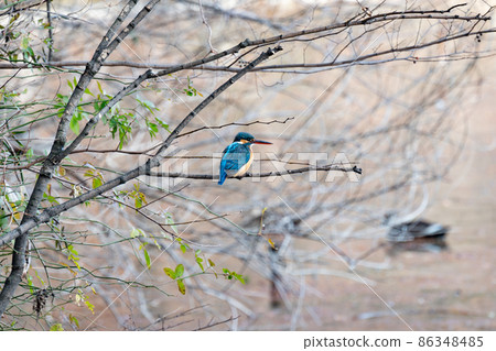 Kingfisher with a bright light blue body and long beak Kingfisher with a bright light blue body and long beak 86348485