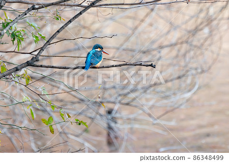 Kingfisher with a bright light blue body and long beak 86348499
