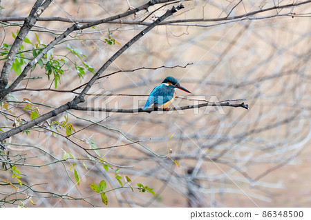 Kingfisher with a bright light blue body and long beak 86348500