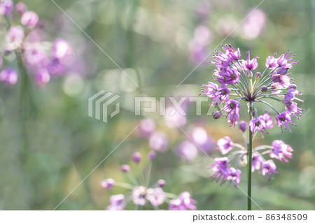 Rakkyo flowers (Hokuei Town, Tottori Prefecture) 86348509