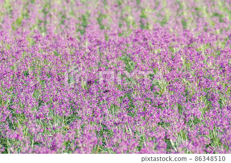 Rakkyo flowers (Hokuei Town, Tottori Prefecture) 86348510