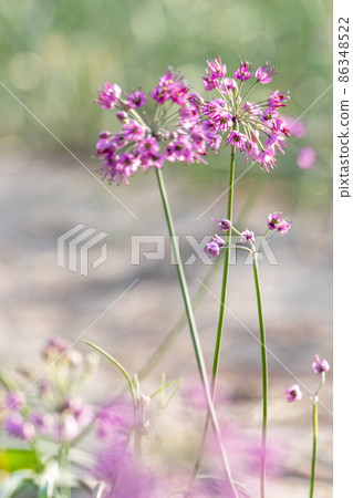Rakkyo flowers (Hokuei Town, Tottori Prefecture) 86348522