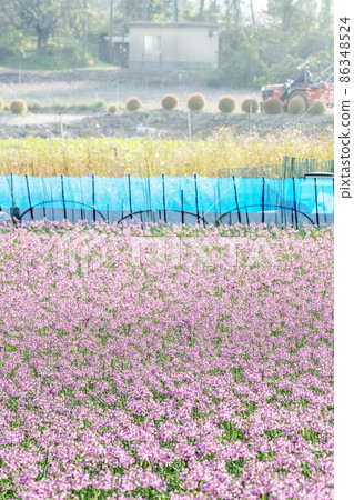 Rakkyo flowers (Hokuei Town, Tottori Prefecture) Rakkyo flowers (Hokuei Town, Tottori Prefecture) 86348524