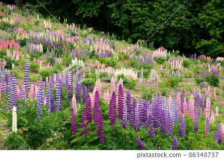 Lupine group Lupine group 86348737