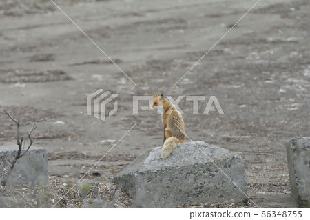 Red fox turning around Red fox turning around 86348755