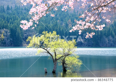 春天Huronong湖 春天Huronong湖 86348775