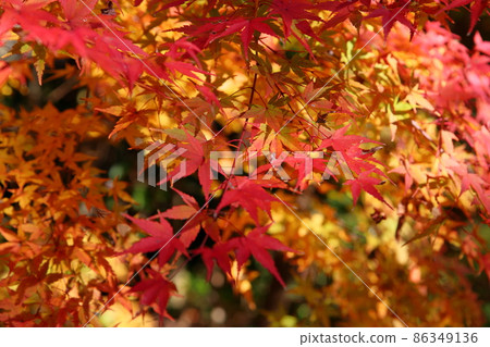 秋天的公園,明亮的秋葉,日本楓樹 秋天的公園,明亮的秋葉,日本楓樹 86349136