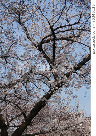 公園裡的吉野櫻花 公園裡的吉野櫻花 86349139
