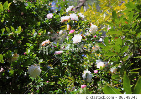 Sasanqua flowers Sasanqua flowers 86349343