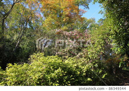 Sasanqua flowers Sasanqua flowers 86349344
