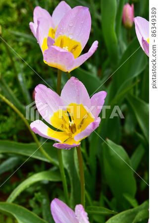Progenitor tulips on a rainy day Progenitor tulips on a rainy day 86349389