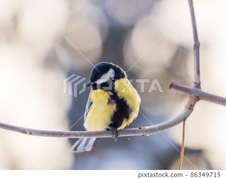 Cute bird Great tit, songbird sitting on a branch without leaves in the autumn or winter. 86349715