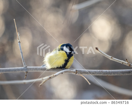 Cute bird Great tit, songbird sitting on a branch without leaves in the autumn or winter. 86349716