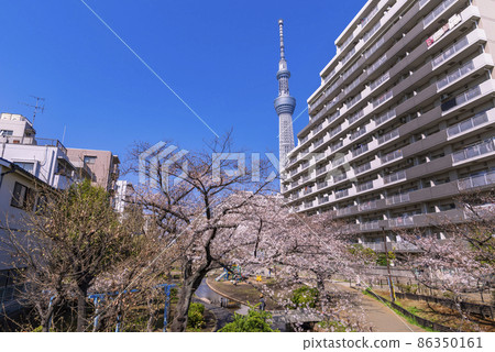 Scenery of Oyokogawa Shinsui Park where cherry blossoms bloom, blue sky and Tokyo Sky Tree (March 2021) 86350161