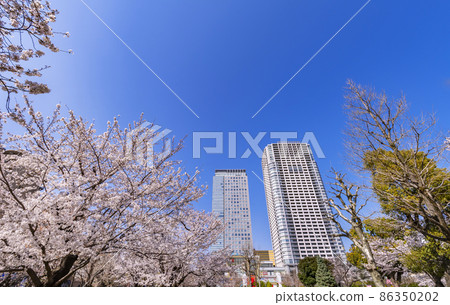 Scenery of Sakura Blooming Kinshi Park and Olinas Kinshi Town 86350202