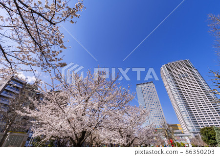 Scenery of Sakura Blooming Kinshi Park and Olinas Kinshi Town 86350203