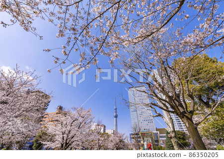 Cherry blossom blooming Kinshi Park, Olinas Kinshicho and Tokyo Sky Tree Cherry blossom blooming Kinshi Park, Olinas Kinshicho and Tokyo Sky Tree 86350205