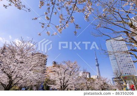 Cherry blossom blooming Kinshi Park, Olinas Kinshicho and Tokyo Sky Tree 86350206