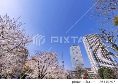 Cherry blossom blooming Kinshi Park, Olinas Kinshicho and Tokyo Sky Tree 86350207