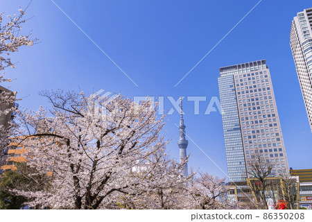 Cherry blossom blooming Kinshi Park, Olinas Kinshicho and Tokyo Sky Tree 86350208
