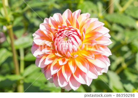 大麗花【品種：秋雪】 86350298