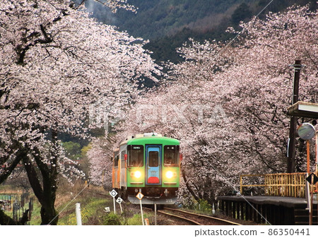 垂海鐵道的柴油車在鐵軌旁側身行駛，櫻花盛開 86350441