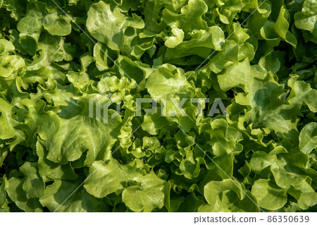 Close up of organic green Lettuce growing in farm for agriculture concept, Cultivation hydroponic vegetable in farm plant market. Vegetable background. Close up of organic green Lettuce growing in farm for agriculture concept, Cultivation hydroponic vegetable in farm plant market. Vegetable background. 86350639