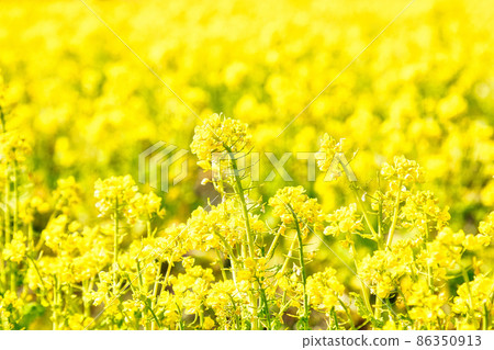 Rape blossoms 86350913