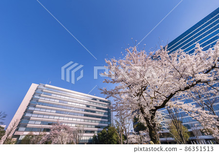 Scenery of Nakano Shiki no Mori Park where cherry blossoms bloom Scenery of Nakano Shiki no Mori Park where cherry blossoms bloom 86351513