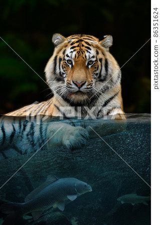 Portrait tiger half in the water. Underwater world with fish and bubbles 86351624