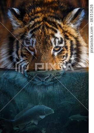 Portrait tiger half in the water. Underwater world with fish and bubbles 86351626