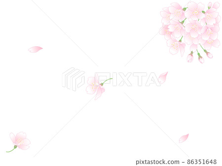 Cherry blossoms in the wind Cherry blossoms in the wind 86351648