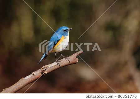 藍鳥“Ruribitaki” 86351776