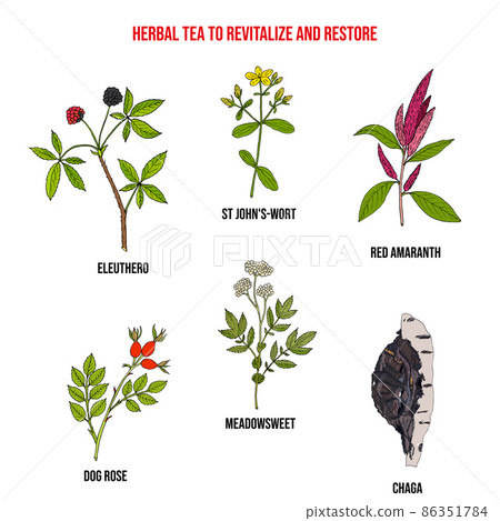 Herbal tea to revitalize and restore, set of medicinal plants 86351784