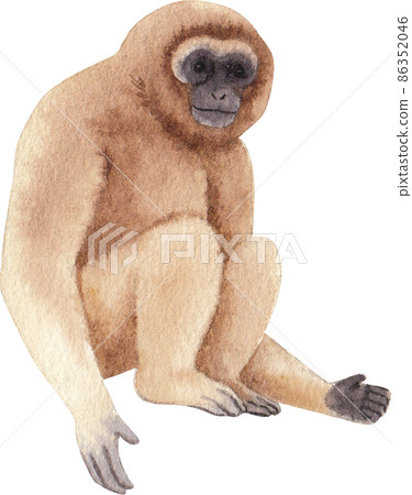 Cartoon monkeys.Furry apes with tails watercolor clipart png 86352046