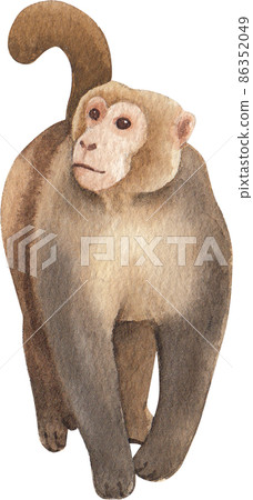Cartoon monkeys.Furry apes with tails watercolor clipart png 86352049
