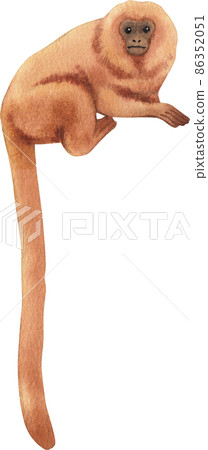 Cartoon monkeys.Furry apes with tails watercolor clipart png 86352051