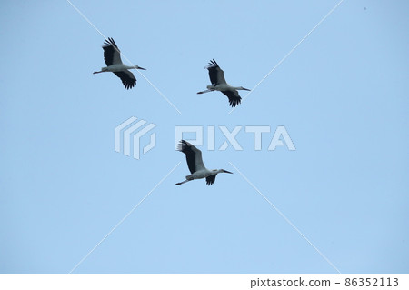 Stork Stork 86352113