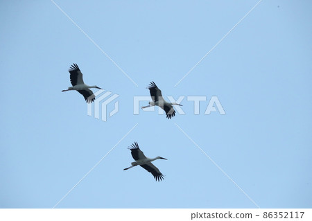Stork Stork 86352117