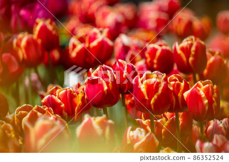 Chillip Chillip 86352524