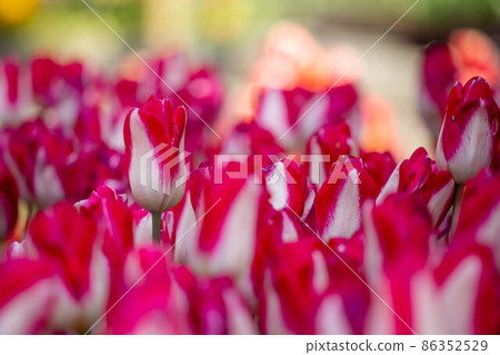 Chillip Chillip 86352529