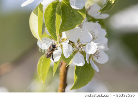 first spring white flowers with dew drops and bee on background of blurred greenery 86352550