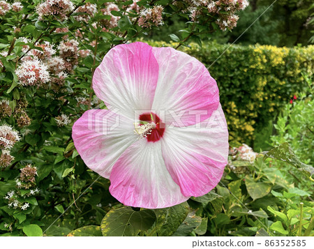 Confederate rose flower with a direct line of 20 cm 86352585