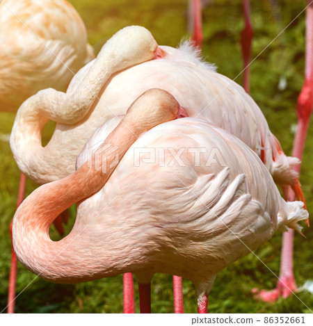 Two light pink flamingos, Phoenicopterus roseus, sleeping with neck bent back and head with beak under plumage 86352661